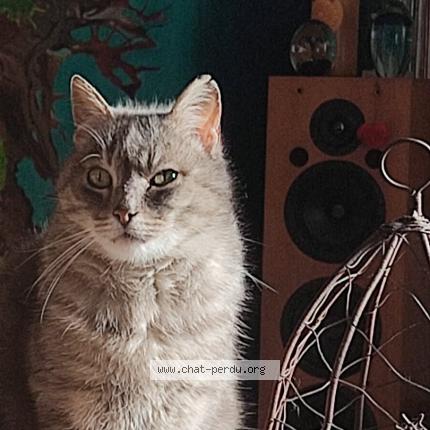 Photo 1/1 Chat retrouvé Perdu à Pleudihen Sur Rance