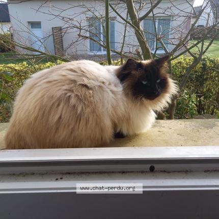 Photo de chat perdu à Saint Pol De Leon