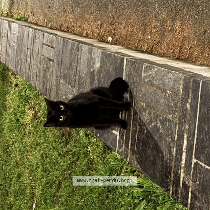 Photo 1/1 Chat retrouvé Trouvé à Trelaze