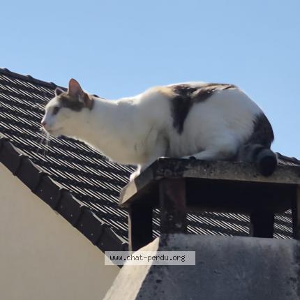 Photo de chat perdu à Vitray En Beauce