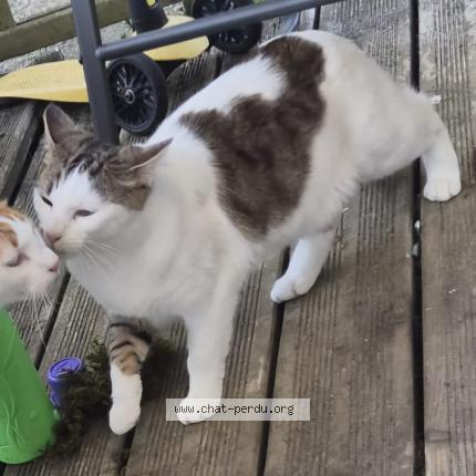 Photo 2/2 Chat retrouvé Perdu à Vitray en beauce