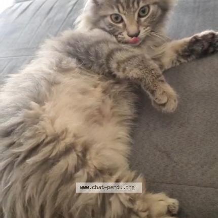 Photo 1/1 Yuki Chat perdu à Saint andre de la roche