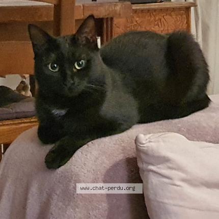 Photo de chat perdu à Merignac