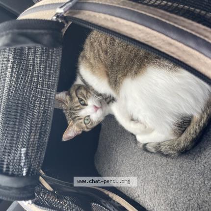 Photo 1/1 Siggy Chat perdu à Luce