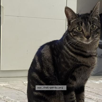 Photo de chat perdu à Tremblay En France