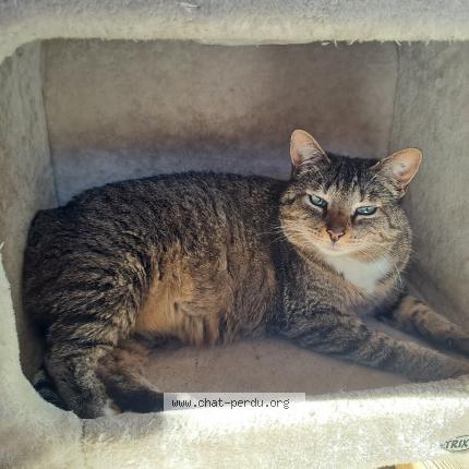 Photo de chat perdu à Leognan