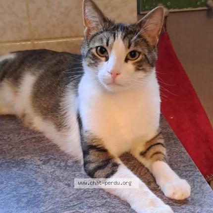 Photo 1/1 TOMMY Chat perdu à Hatten
