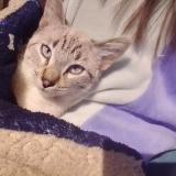 Photo de chat perdu à Cdmx