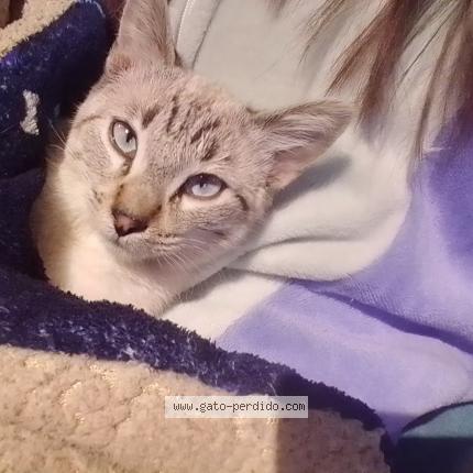 Photo 1/1 Rocky Chat perdu à Cdmx