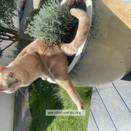 Photo de chat perdu à Louviers