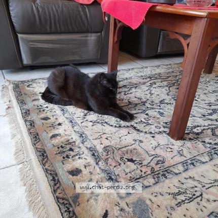 Photo 1/1 Joyce Chat perdu à Dottignies