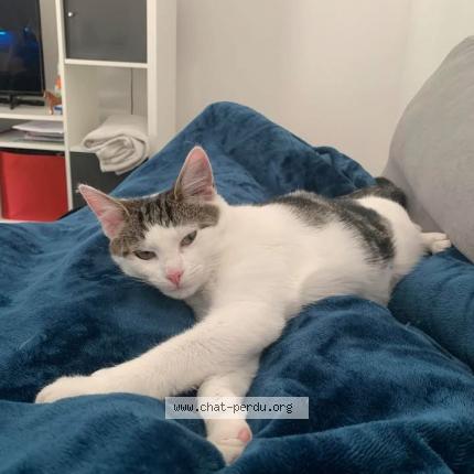 Photo 1/1 Storm Chat perdu à Argentre