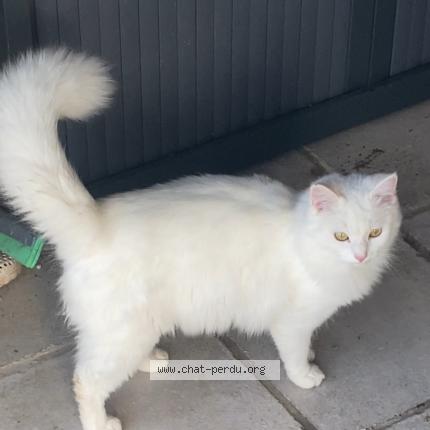 Photo 1/1 Nuage Chat perdu à Objat