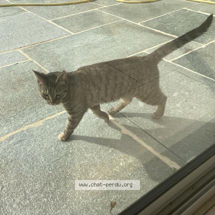 Photo de chat trouvé à Plouguiel