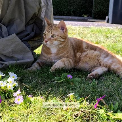Photo de chat perdu à Epinal