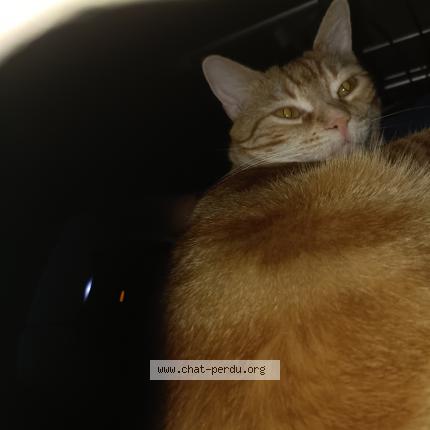 Photo 1/1 Berlioz Chat perdu à Nantes