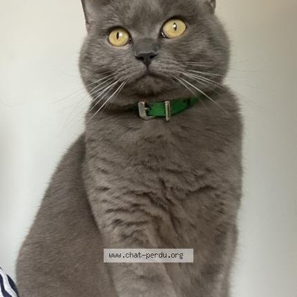 Photo 1/1 Chat retrouvé Perdu à Saint Sebastien Sur Loire