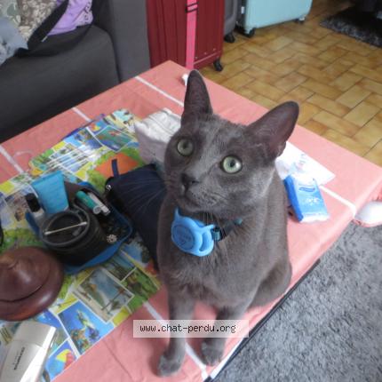 Photo de chat perdu à Argenteuil