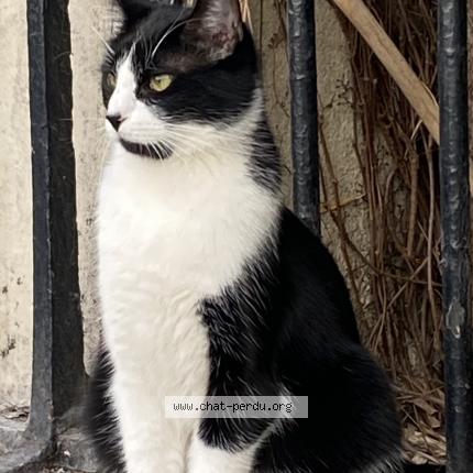Photo 1/1 Chat retrouvé Perdu à Paris