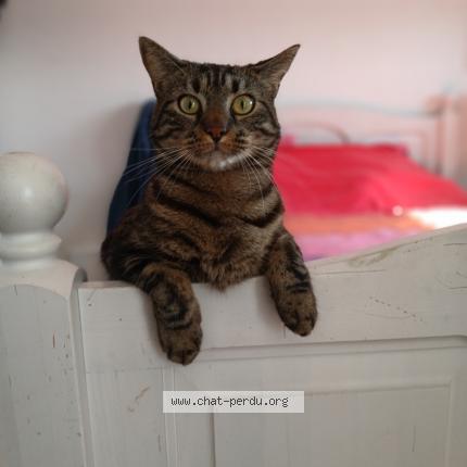 Photo de chat perdu à Angers