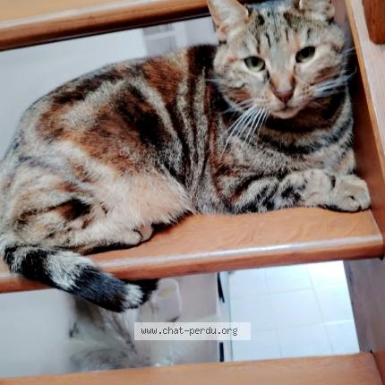 Photo 1/1 Tigresse Chat perdu à Damigny