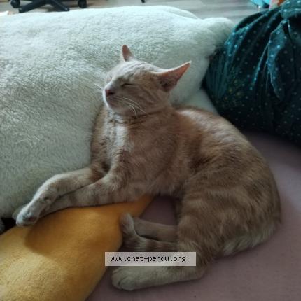 Photo 1/3 Choopa Chat perdu à La suze sur sarthe