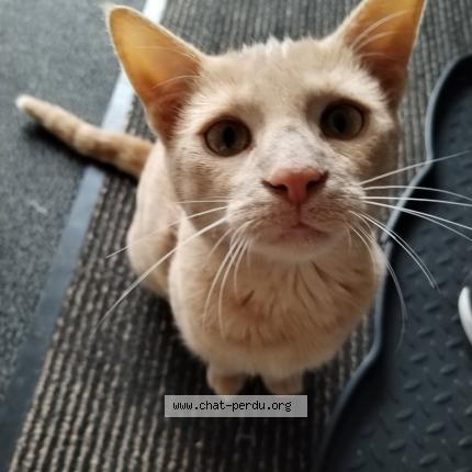 Photo 2/3 Choopa Chat perdu à La suze sur sarthe