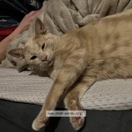 Photo 3/3 Choopa Chat perdu à La suze sur sarthe