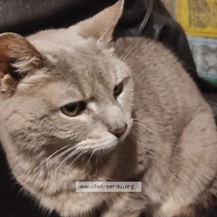 Photo de chat perdu à Nantes