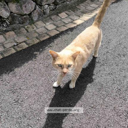 Photo 1/1 Chat trouvé Trouvé à Dremil lafage