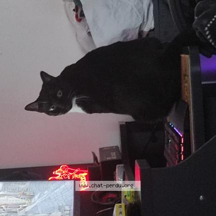 Photo 1/1 Chat retrouvé Perdu à Choisy Le Roi