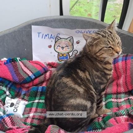 Photo 1/1 Oliver Chat perdu à Coulogne