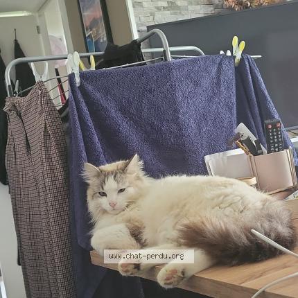 Photo 1/1 Gyzmo Chat perdu à Couffouleux