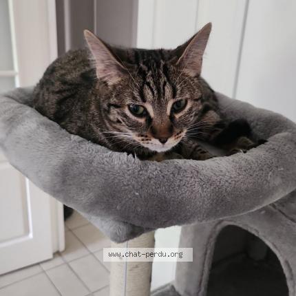 Photo 1/1 Chat retrouvé Perdu à Reims