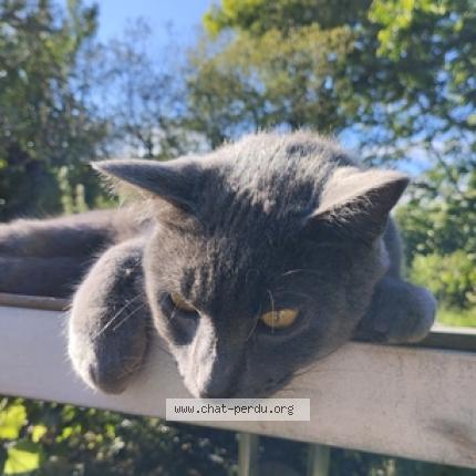 Photo 1/1 Chat retrouvé Perdu à Saint Jacut Les Pins