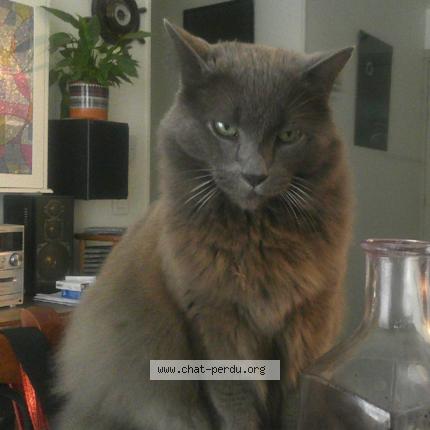 Photo de chat perdu à Hasparren