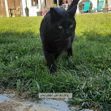 Photo de chat perdu à Saint Georges Les Baillargeaux