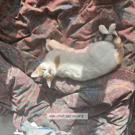 Photo de chat perdu à Poitiers
