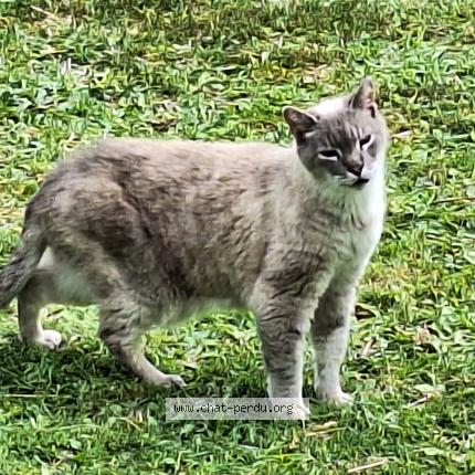 Photo de chat trouvé à Plumergat