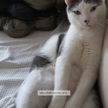 Photo de chat perdu à Mauguio