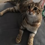 Photo de chat perdu à Mareil Marly