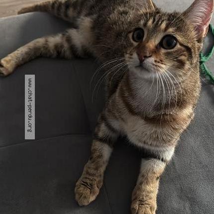 Photo 1/1 Chat retrouvé Perdu à Mareil marly