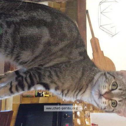 Photo 1/1 Mia Chat perdu à Aubagne