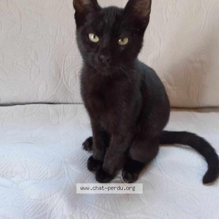 Photo de chat perdu à Romazy