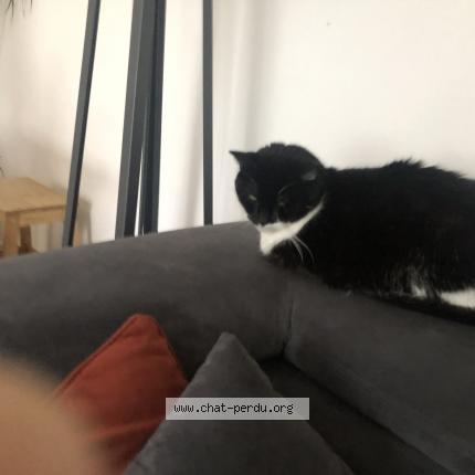 Photo 1/1 Ice Chat perdu à Malassis