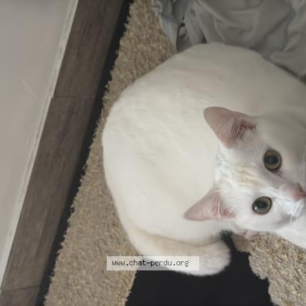 Photo de chat perdu à Dreux