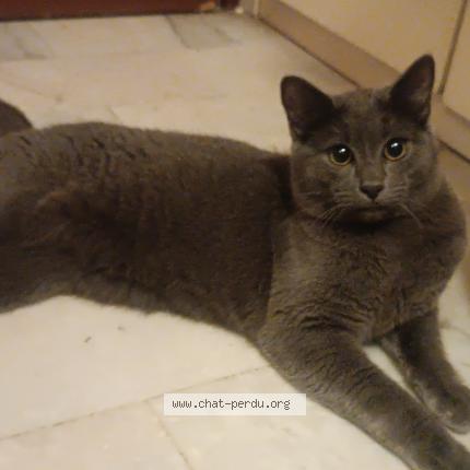 Photo de chat perdu à Cagnes Sur Mer