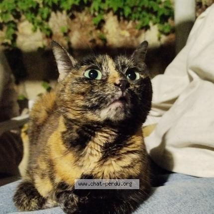 Photo de chat trouvé à Chenove