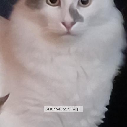 Photo de chat perdu à Sainte Mere Eglise