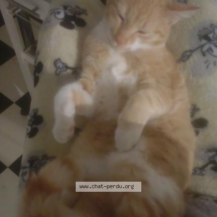 Photo 1/1 Chat retrouvé Perdu à Pierrefonds